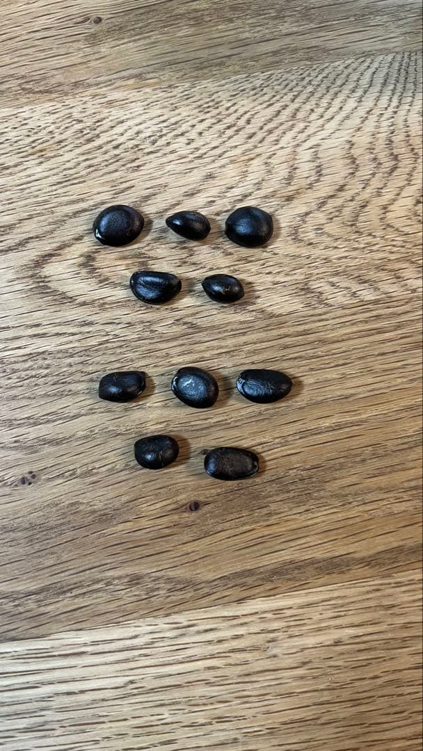 Atemoya Seeds - 50 pcs